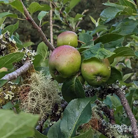 The Applehay